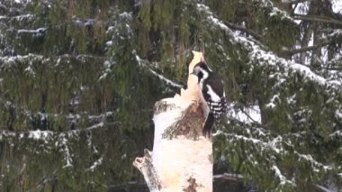 Huş güdük üzerinde tıraşlama Dendrocopos medius