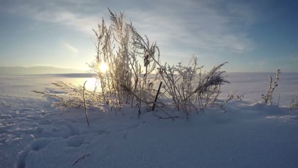 Sun shining through grass stalks in winter field, time lapse 4K — Stock Video