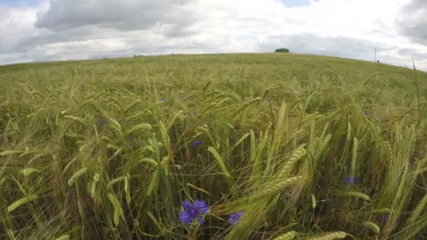 Paysage nuageux sur champ d'orge vert mûrissant avec bleuets à fleurs bleues, laps de temps 4K — Video