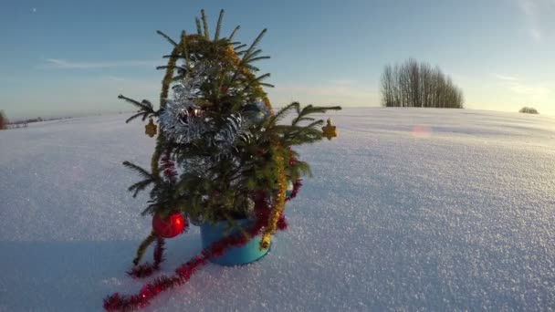 Christmas tree in blue pot in the field, time lapse 4K — Stock Video