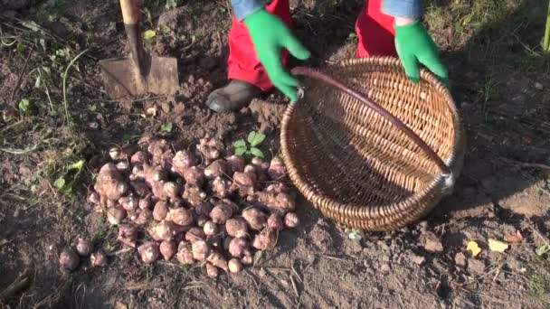 Gardener collecting Jerusalem artichoke tubers — Stock Video