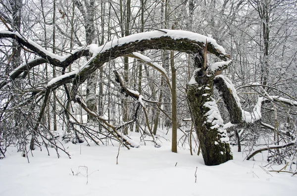 Arruinado manzano en jardín de invierno abandonado — Foto de Stock