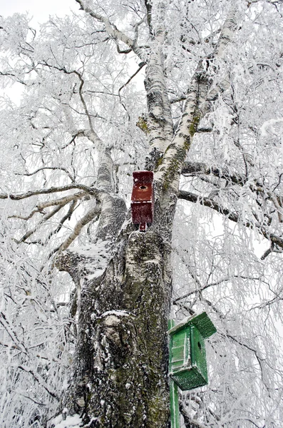 Two nesting boxes on frosted birch tree — Stock Photo, Image