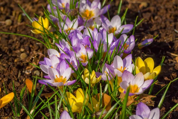Våren violett krokusar — Stockfoto