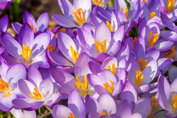 Frühlingsviolette Krokusse — Stockfoto