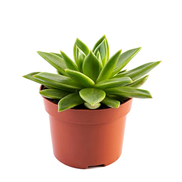 Succulents Isolated White Background Succulent Echeveria Pot — Stock Photo, Image