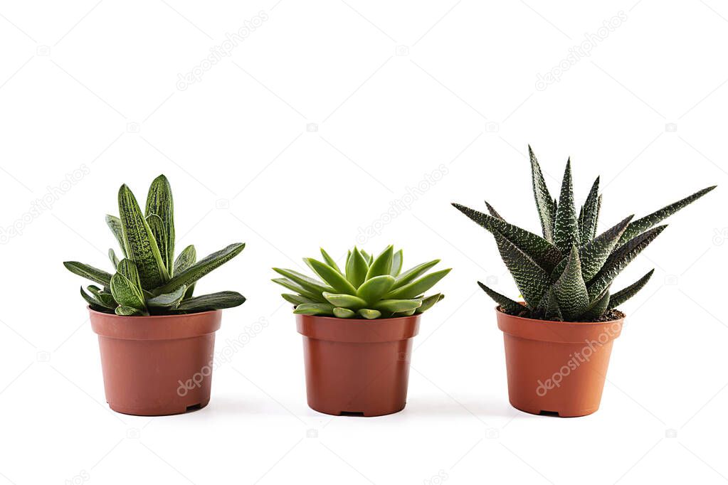 Succulents isolated on a white background. Succulents plant in a pot
