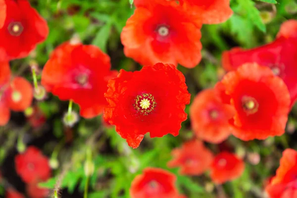 Haşhaş Çiçeği Bahçede Papaz Bahar Doğası Arka Planı — Stok fotoğraf
