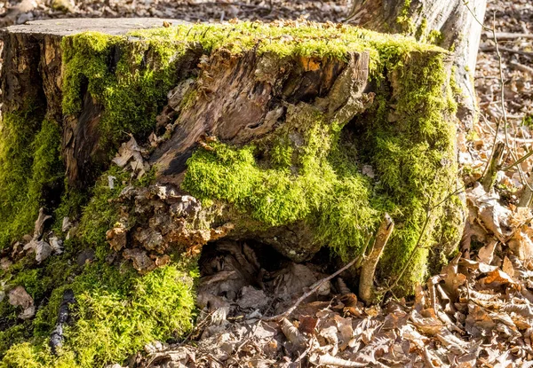 森の中の古い木の切り株 苔で覆われて乾燥した落ち葉 イギリス イギリスに囲まれて — ストック写真