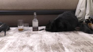 Siyah evcil kedi alkol kokusu alıyor. Korkmuş bir kedi yürür ve yabancı nesneleri koklar..