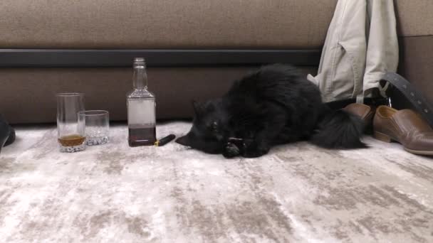 Black Domestic Cat Sniffs Alcohol Frightened Cat Walks Sniffs Objects — Stock Video