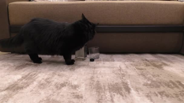 Black Domestic Cat Sniffs Alcohol Frightened Cat Walks Sniffs Objects — Stock Video