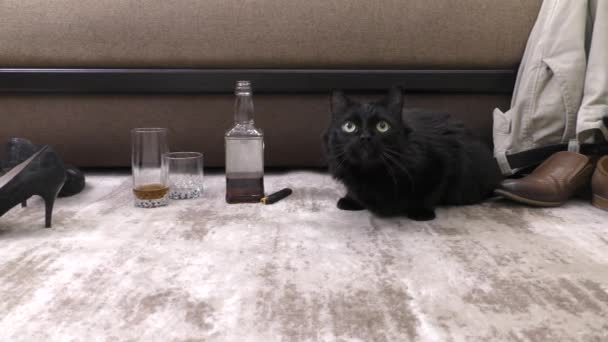 黒の国産猫のお酒 怯えた猫が歩き回り物体を嗅ぐ — ストック動画