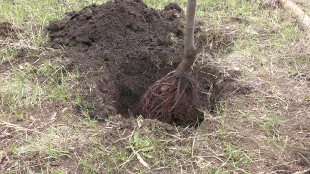 Vorbereitung Eines Lochs Und Pflanzung Eines Baumes Garten Ein Mann — Stockvideo