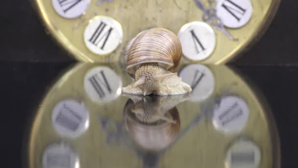 蜗牛是一种软体动物 只有一个螺旋壳 整个身体都可以放在其中 在一个具有黑色纹理反射的时钟的背景下 — 图库视频影像