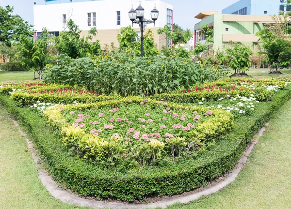 Variety flower of planting curve — Stock Photo, Image