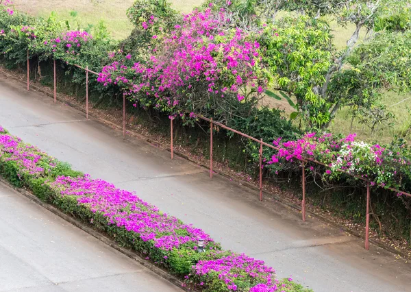 Pink Bougainvillea flower row. — Stock Photo, Image