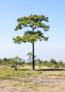 Yalnız büyük çam