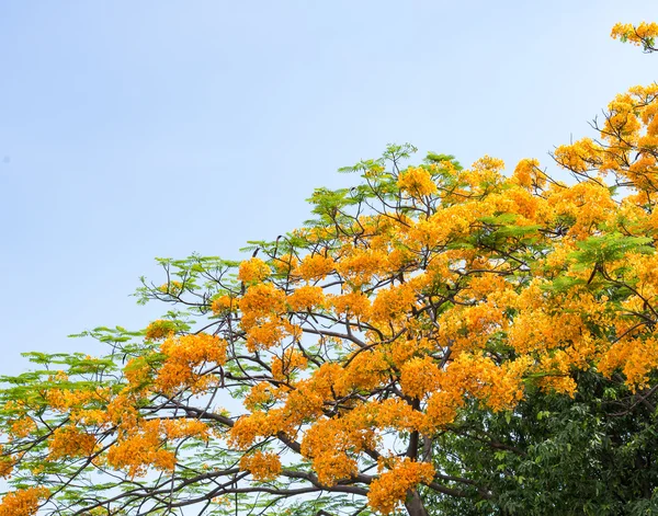 Paon arbre à fleurs — Photo