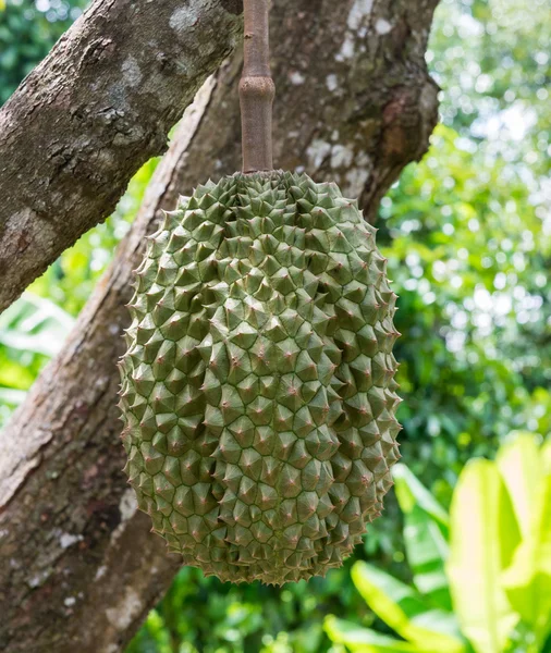 Grote rijpe durian — Stockfoto