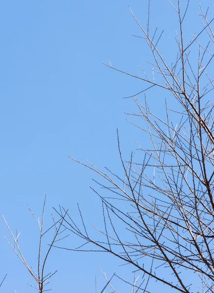 桜の木のドライ ブランチ — ストック写真