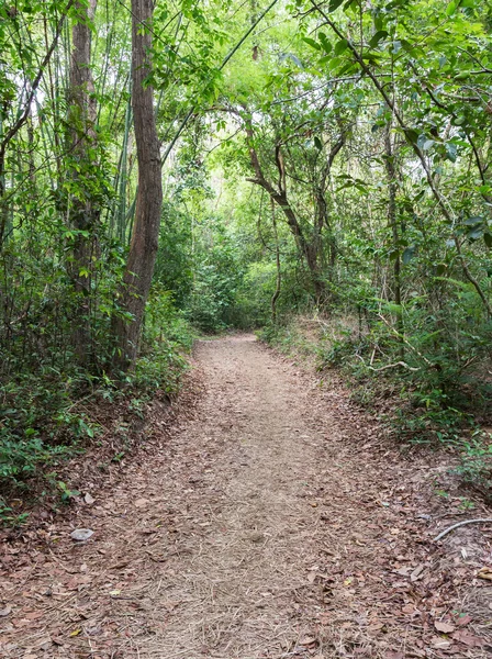 Natural small trail — Stock Photo, Image