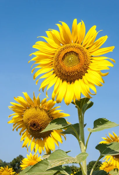 Fresh sunflower field — Stock Photo, Image