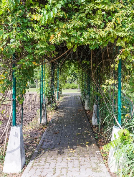 Plant arch camber — Stock Photo, Image