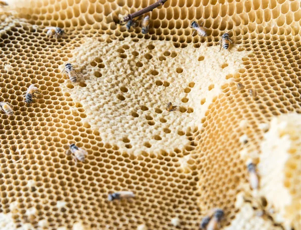 Primer plano del pequeño panal de abeja —  Fotos de Stock