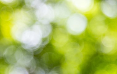 Taze yaprak Blackground bulanıklık