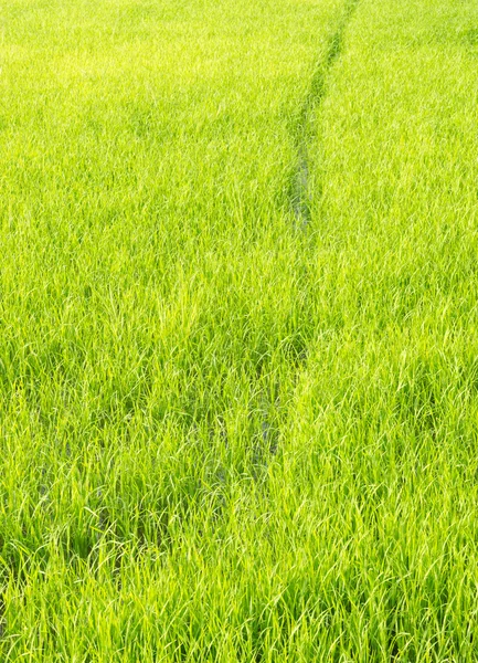 Молодое рисовое поле местной фермы — стоковое фото