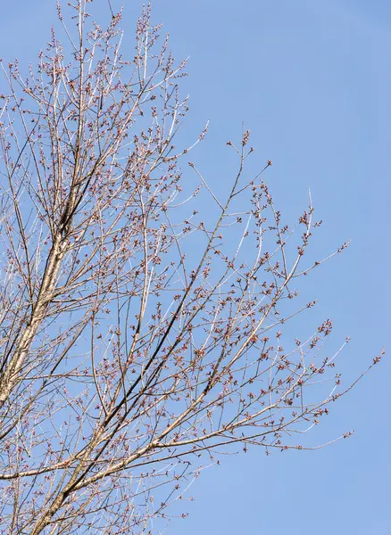 多くの芽と若い桜の木. — ストック写真