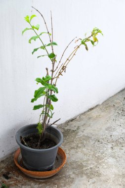 Small plant in the plastic pot near the white wall of the balcony,decorated in the small office building.