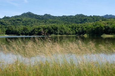 Su deposunun küçük sessiz gölünün önündeki çimen çiçeği..