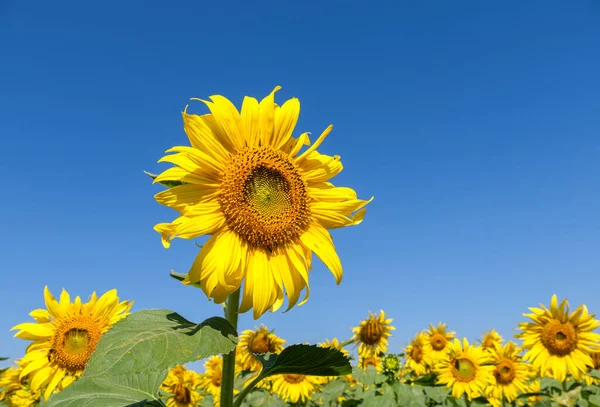 Sunflowers Row Clear Blue Sky — Stock Photo, Image