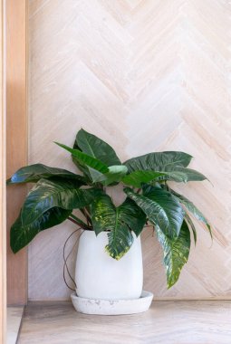 Tropical plant in the white painted earthenware pot for decoration in the living room, front view with the copy space.