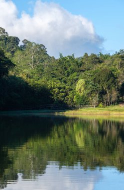Beton köprü, vadideki küçük su deposunun yakınındaki Ulusal Park 'ın doğa yolundaki yansımasıyla berrak gölü geçiyor..
