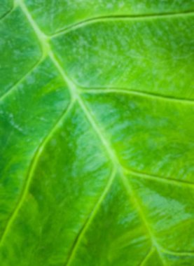 Botanik bahçesindeki parlak yaprağın bulanık odak arka planı, sabahın erken saatlerinde güneşten gelen ışık, arka plan için ön görüş. (Görüntü odaklandı)