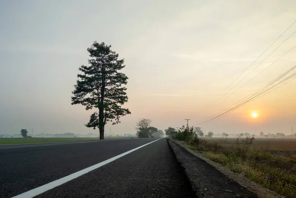 Prázdná Asfaltová Cesta Podél Rýžového Pole Časně Ráno Lehkou Mlhou — Stock fotografie