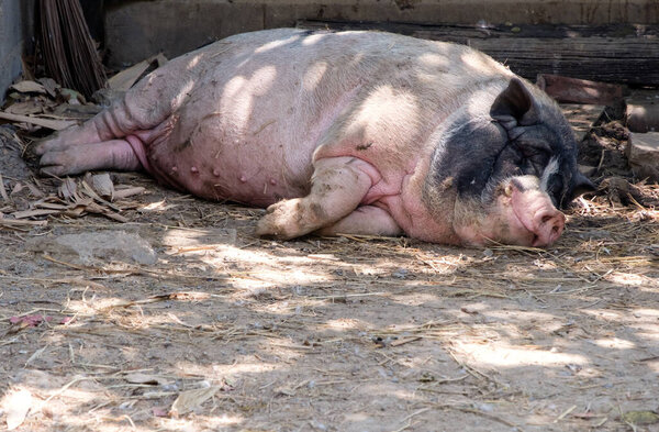 Большая свинья спит на сухой земле рядом со стопкой соломы, небольшая ферма местного фермера в сельской местности, вид спереди для копирования пространства.