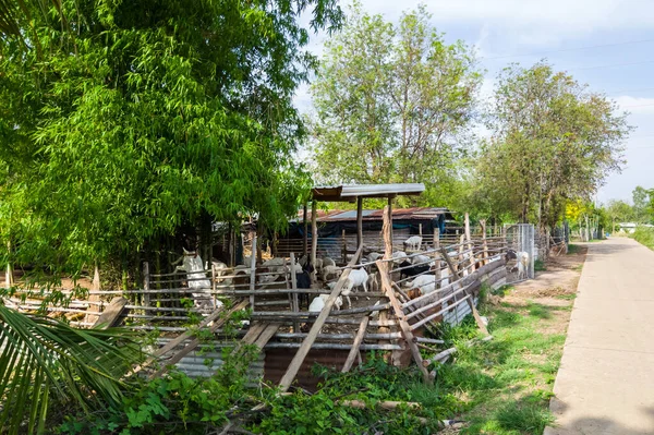 Der Kleine Ziegenstall Mit Den Vielen Jungen Ziegen Zur Fütterungszeit lizenzfreie Stockfotos