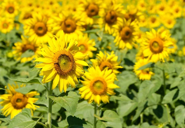 Beautiful Sunflower Little Bee Floral Park Flower Farm Countryside Front — Stock Photo, Image