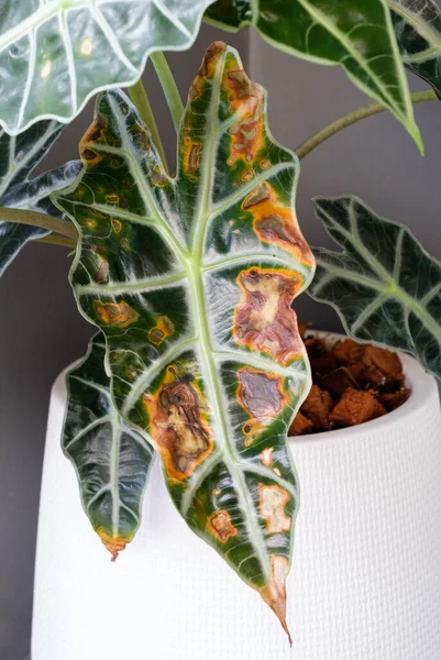 Die Krispflanze Alocasia Sanderiana Bull Ist Von Der Weichfäule Befallen — Stockfoto