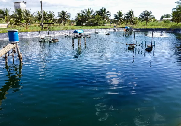 Estanques de camarones — Foto de Stock