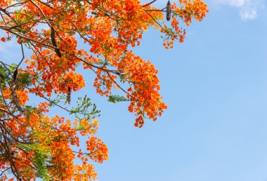 renkli portakal çiçeği 