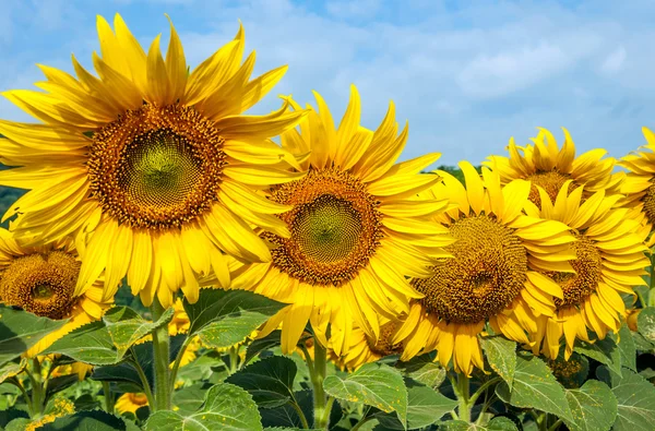 Fresh sunflower — Stock Photo, Image