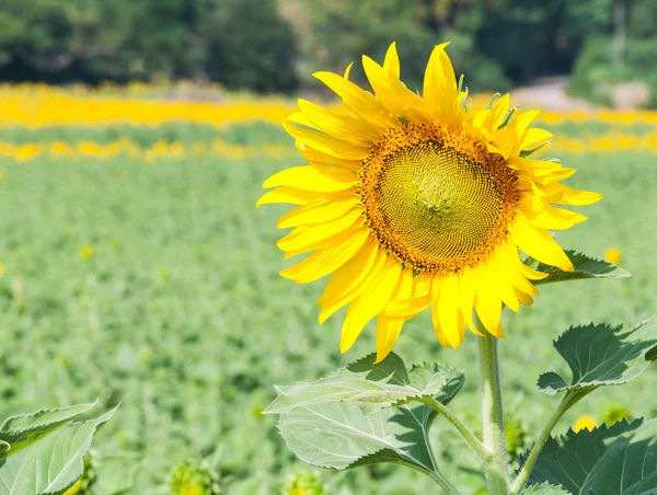 Blooming sunflower — Stock Photo, Image