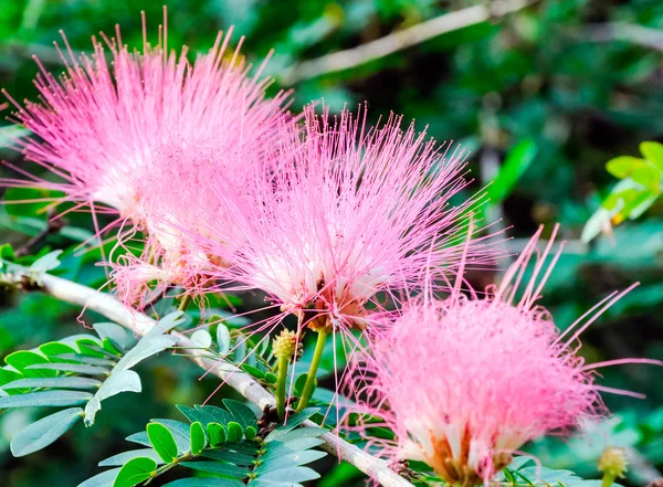 ピンクの花 — ストック写真