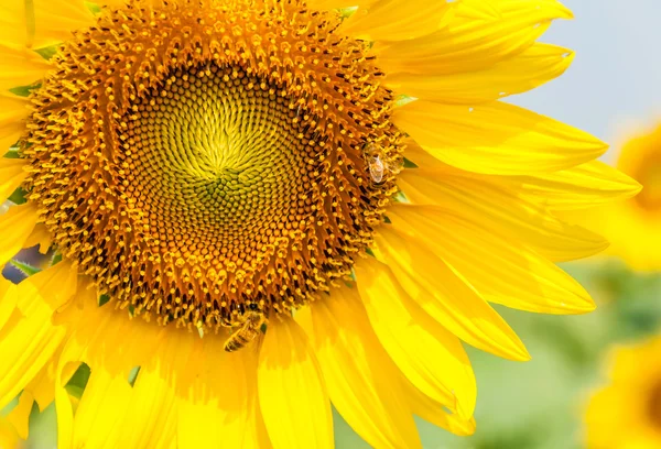 Blooming sunflower — Stock Photo, Image