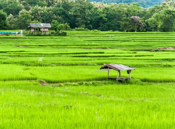 Rice terrace — Stock Photo, Image